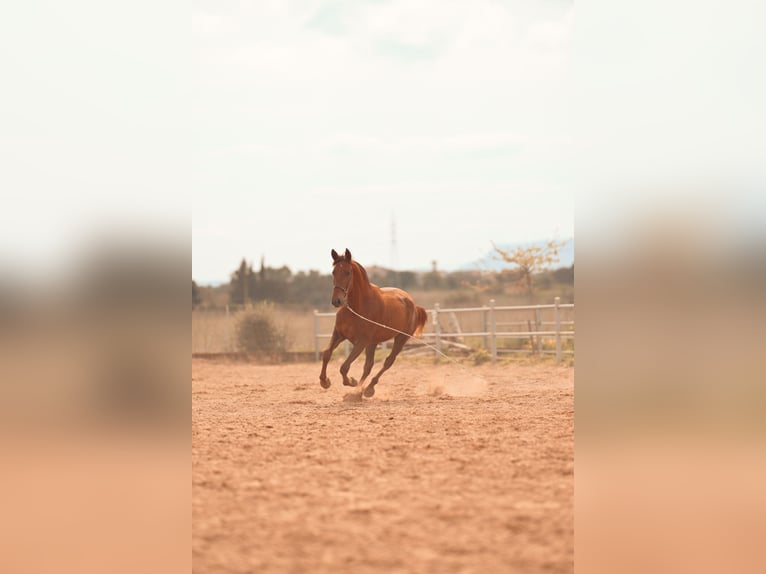 PRE Jument 3 Ans 165 cm Alezan in Felanitx