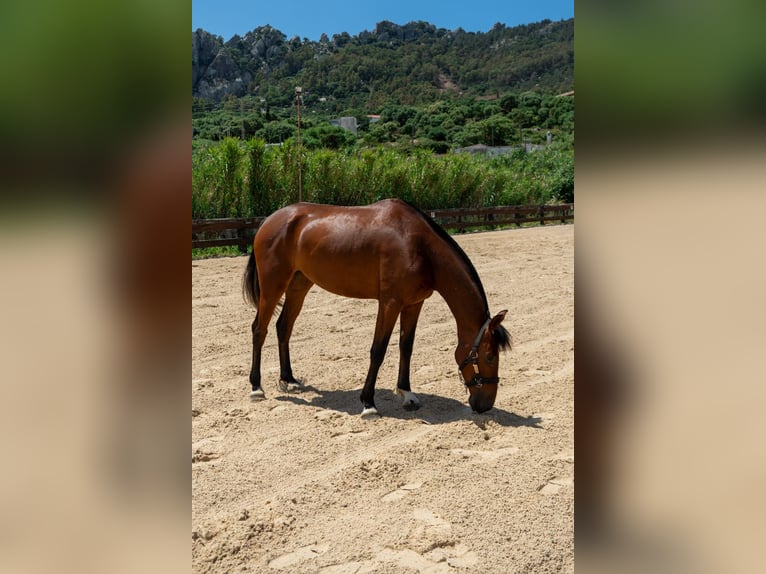 PRE Jument 3 Ans 165 cm Bai in TARIFA