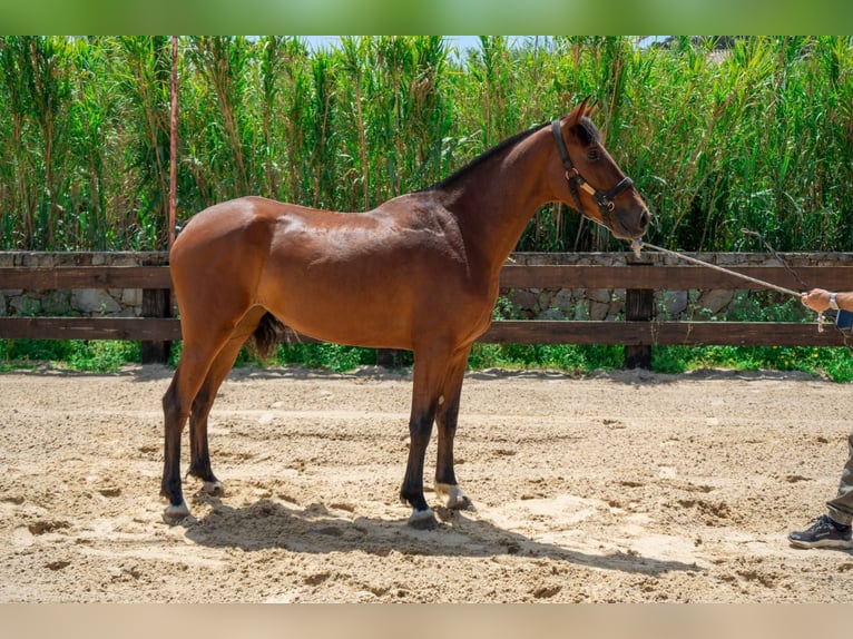 PRE Jument 3 Ans 165 cm Bai in TARIFA