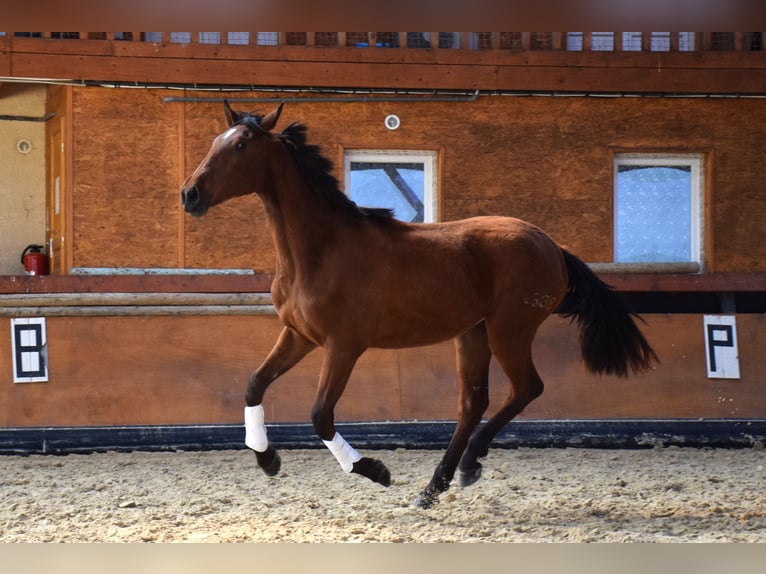 PRE Jument 3 Ans 165 cm Bai in Caumont