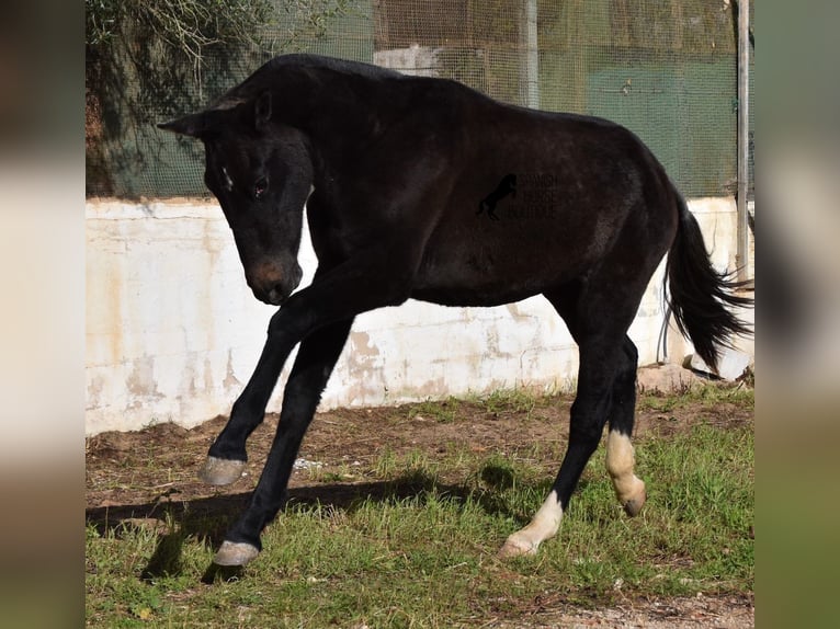 PRE Jument 3 Ans 165 cm Gris in Menorca