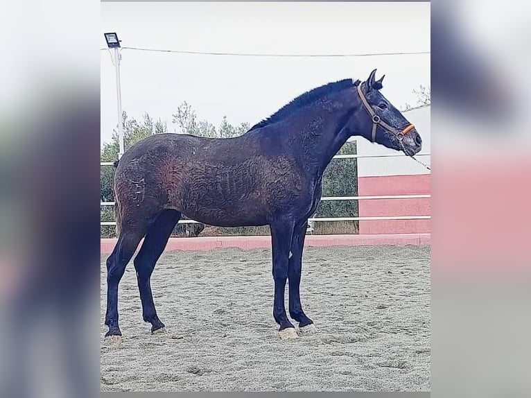 PRE Croisé Jument 3 Ans 165 cm Gris in Albolote