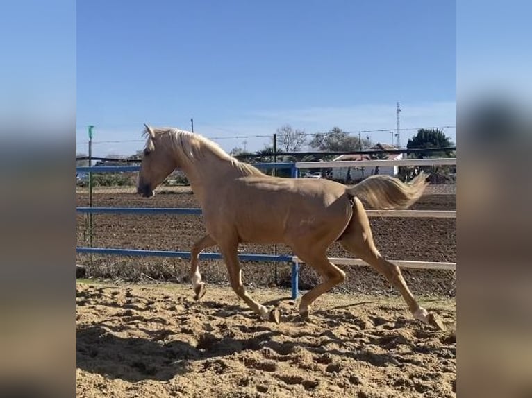 PRE Jument 3 Ans 165 cm Isabelle in Fuentes De Andalucia