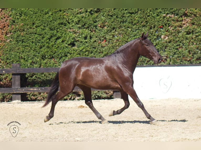 PRE Croisé Jument 3 Ans 165 cm Noir in Almonte