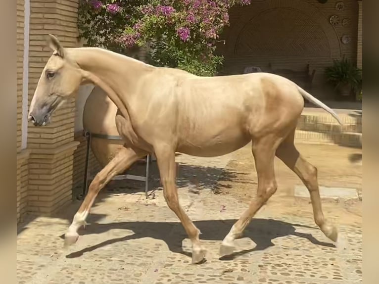 PRE Jument 3 Ans 165 cm Palomino in Fuentes De Andalucia