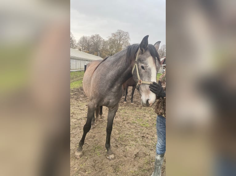 PRE Jument 3 Ans 165 cm Peut devenir gris in Setzingen