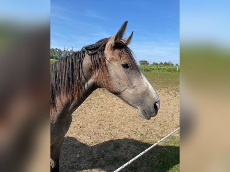 PRE Jument 3 Ans 165 cm Peut devenir gris in Setzingen