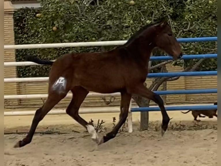 PRE Jument 3 Ans 166 cm Bai brun in Fuentes De Andalucia