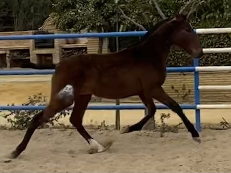 PRE Jument 3 Ans 166 cm Bai brun in Fuentes De Andalucia