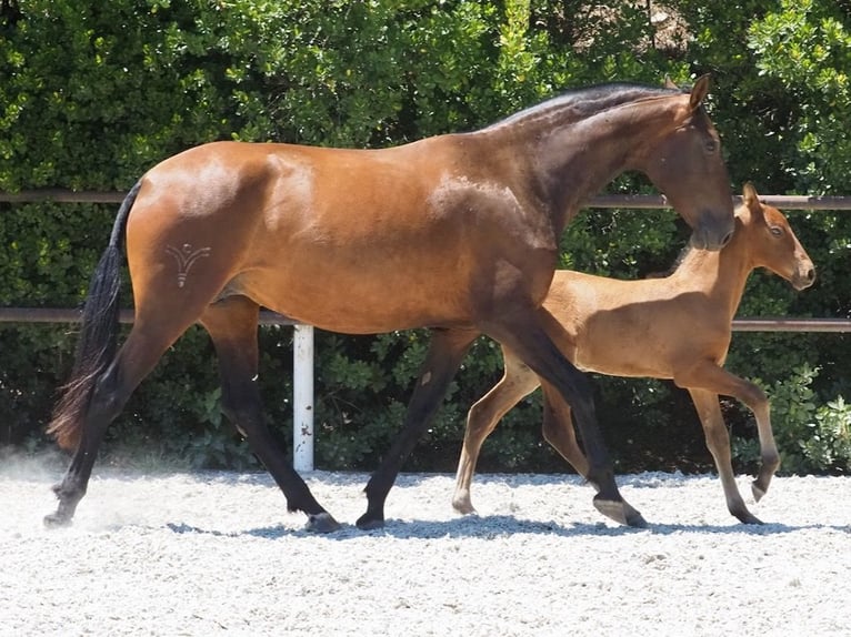 PRE Croisé Jument 3 Ans 166 cm Bai cerise in NAVAS DEL MADRONO