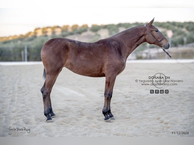 PRE Jument 3 Ans 166 cm Bai clair in Arjona