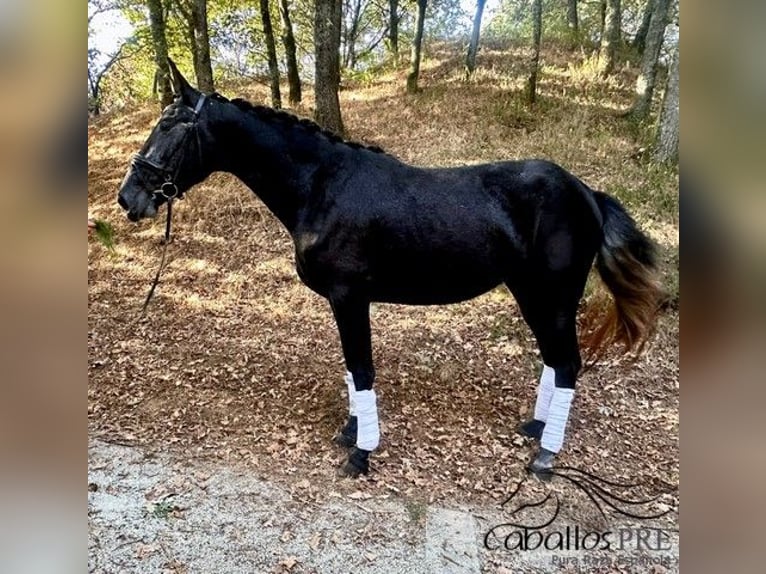 PRE Croisé Jument 3 Ans 167 cm Gris in Galicien