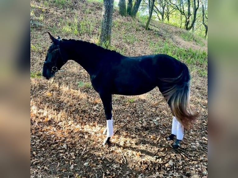 PRE Croisé Jument 3 Ans 167 cm Gris in Galicien