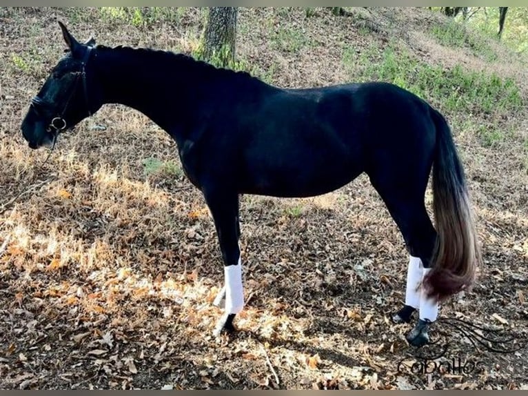 PRE Croisé Jument 3 Ans 167 cm Gris in Galicien