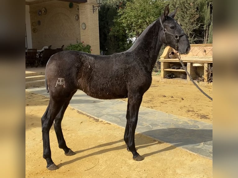 PRE Jument 3 Ans 167 cm Gris in Fuentes De Andalucia