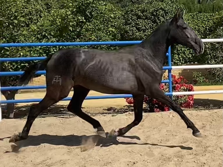 PRE Jument 3 Ans 167 cm Gris in Fuentes De Andalucia