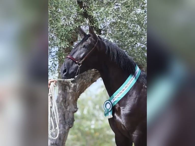 PRE Jument 3 Ans 167 cm Gris in Fuentes De Andalucia