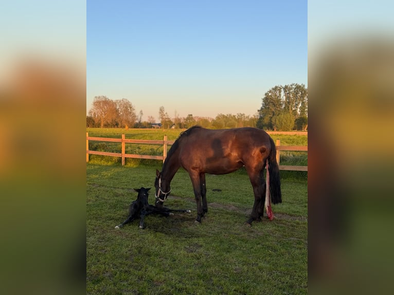 PRE Croisé Jument 3 Ans 167 cm Noir in Zaffelare