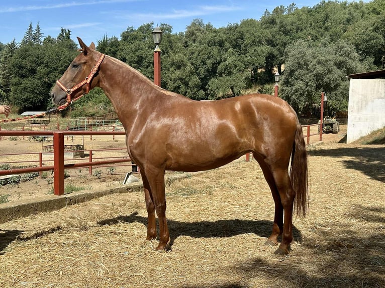PRE Croisé Jument 3 Ans 168 cm in Galaroza