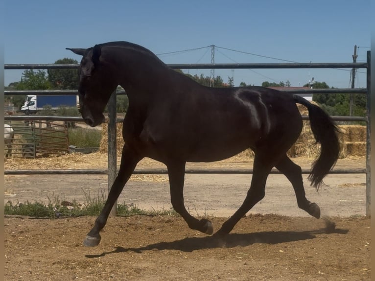 PRE Jument 3 Ans 171 cm Noir in Santa Marta