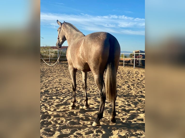 PRE Croisé Jument 3 Ans 175 cm Gris moucheté in Navalvillar De Pela