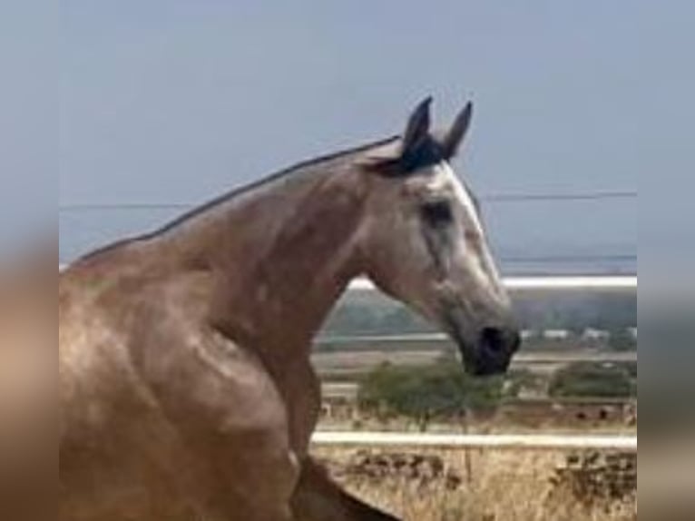 PRE Jument 3 Ans 175 cm Gris moucheté in Navalvillar De Pela
