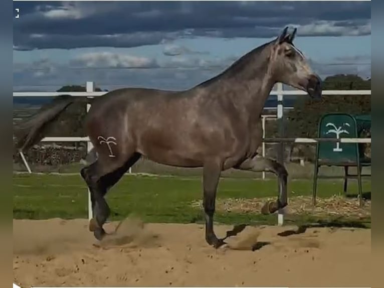 PRE Croisé Jument 3 Ans 175 cm Gris moucheté in Navalvillar De Pela