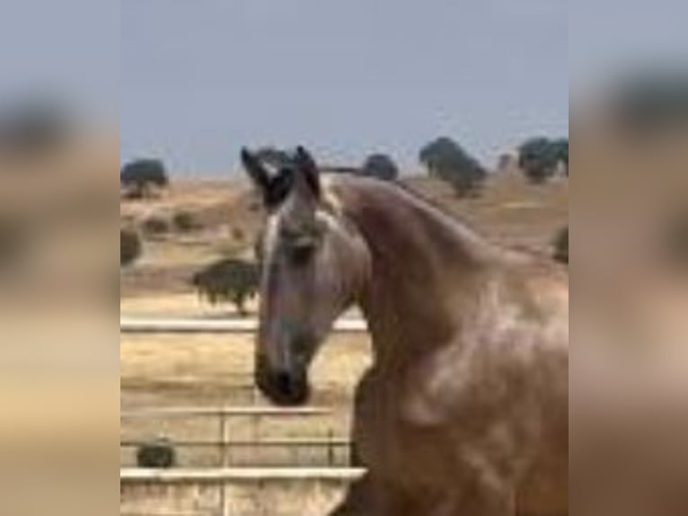 PRE Jument 3 Ans 175 cm Gris moucheté in Navalvillar De Pela