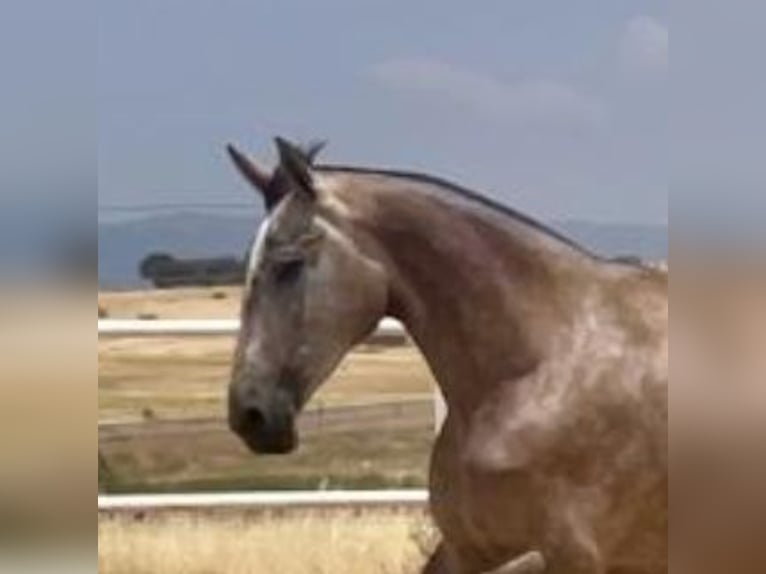 PRE Jument 3 Ans 175 cm Gris moucheté in Navalvillar De Pela
