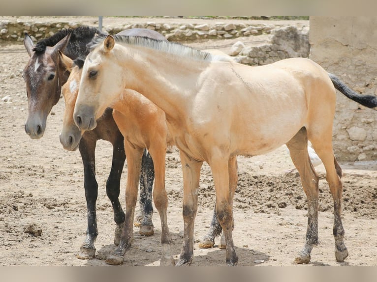 PRE Jument 3 Ans Buckskin in Alcoi/Alcoy