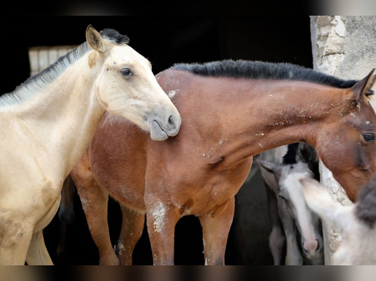 PRE Jument 3 Ans Buckskin in Alcoi/Alcoy