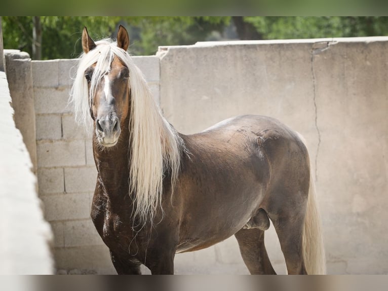 PRE Jument 3 Ans Buckskin in Alcoi/Alcoy