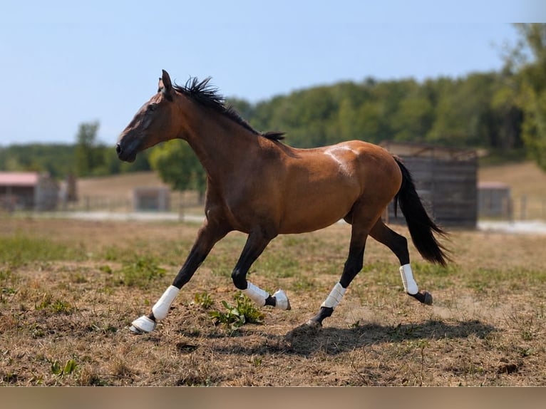 PRE Croisé Jument 3 Ans  in Caumont