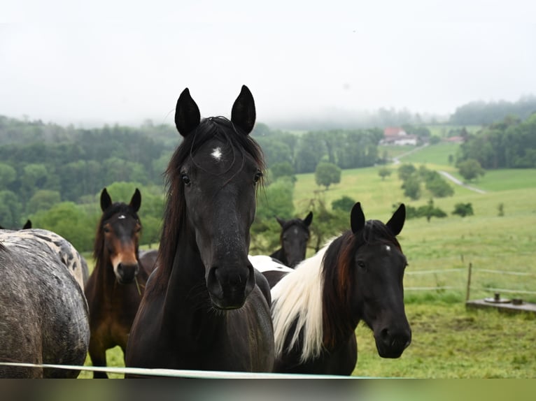 PRE Jument 3 Ans in Klettgau