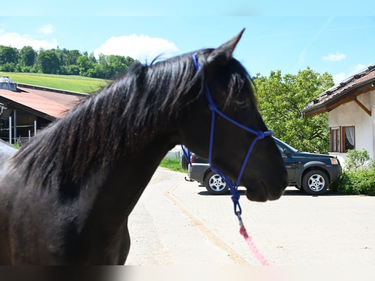 PRE Jument 3 Ans in Klettgau