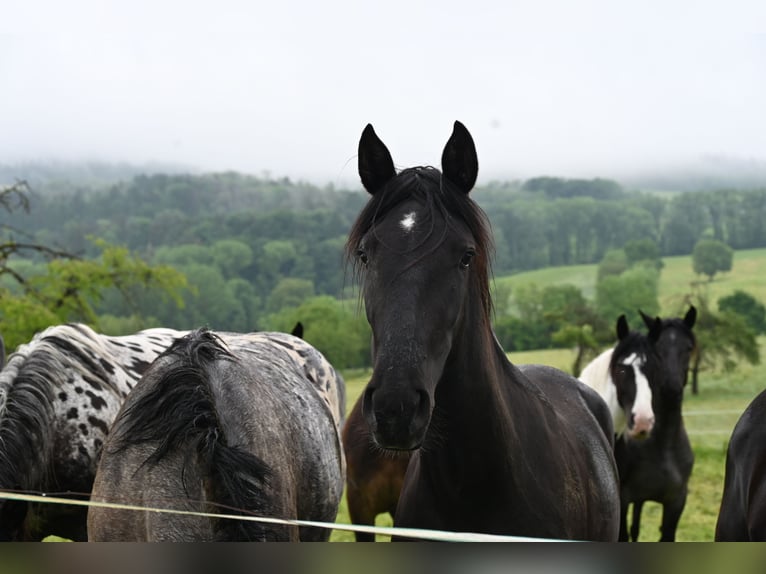 PRE Jument 3 Ans in Klettgau
