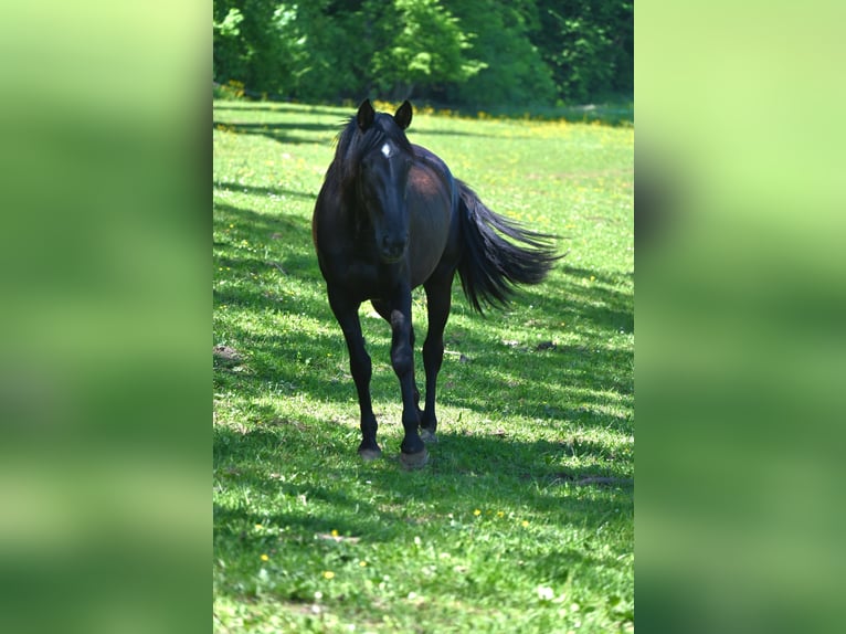 PRE Jument 3 Ans in Klettgau