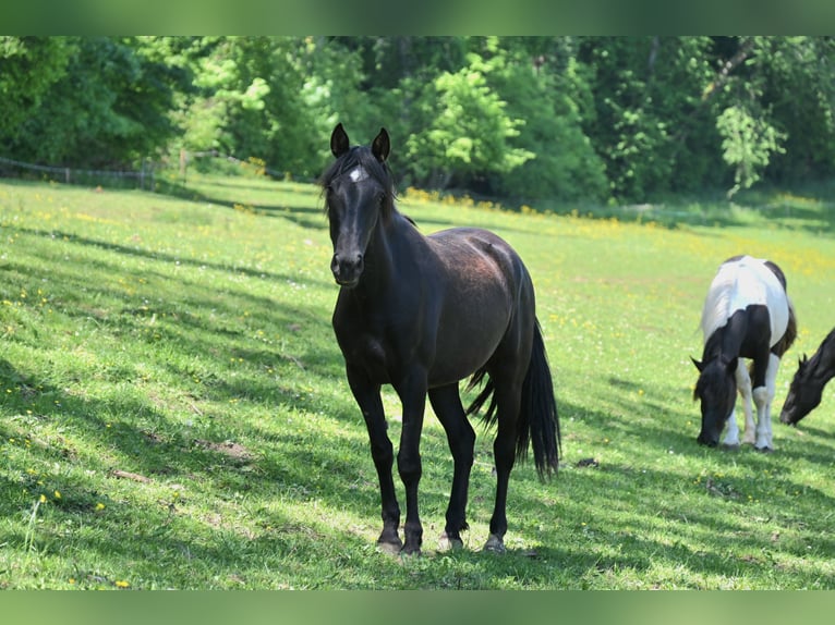 PRE Jument 3 Ans in Klettgau