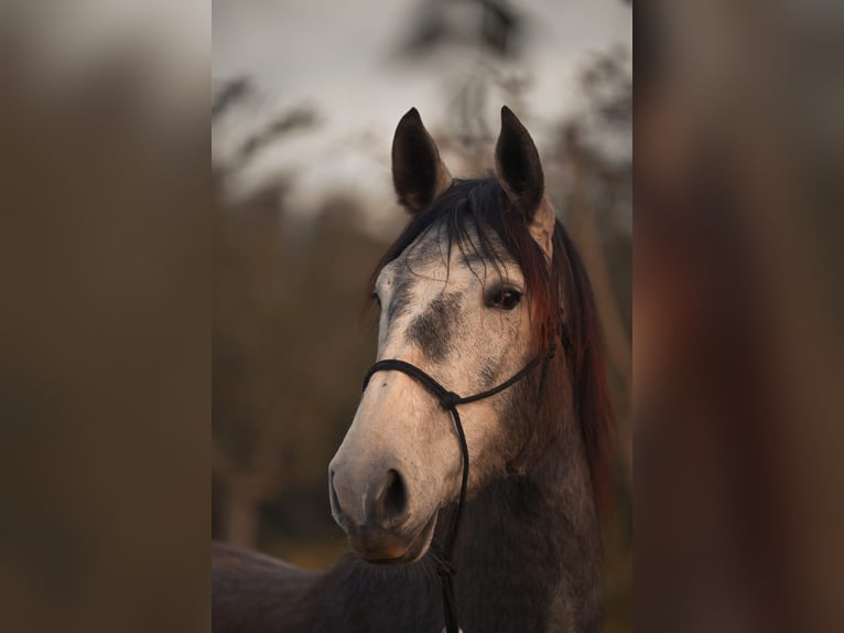 PRE Croisé Jument 3 Ans Gris in Felanitx