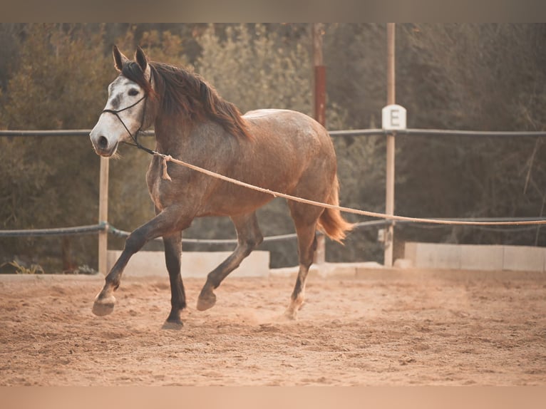 PRE Croisé Jument 3 Ans Gris in Felanitx