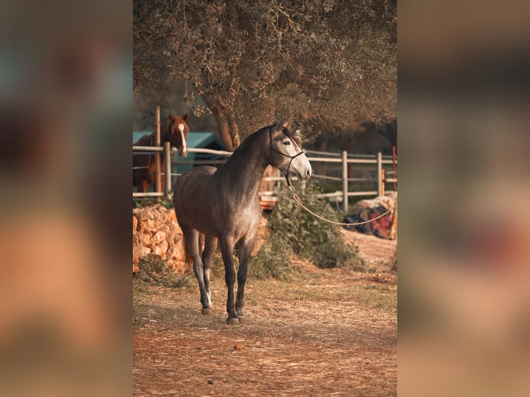 PRE Croisé Jument 3 Ans Gris in Felanitx