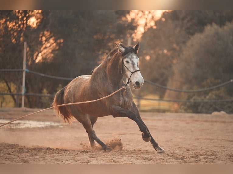 PRE Croisé Jument 3 Ans Gris in Felanitx