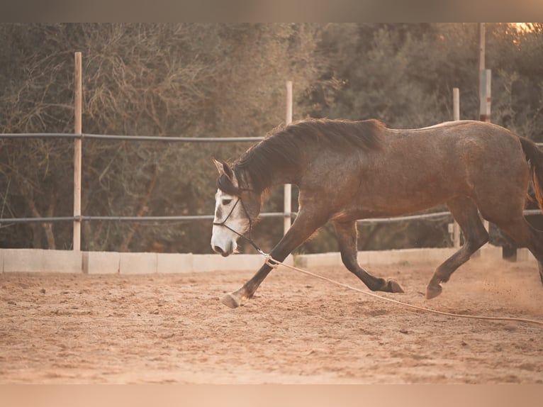 PRE Croisé Jument 3 Ans Gris in Felanitx