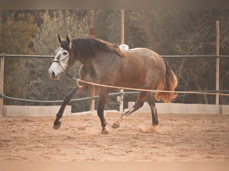 PRE Croisé Jument 3 Ans Gris in Felanitx