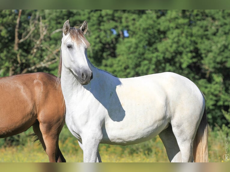 PRE Croisé Jument 3 Ans Gris in Puybegon