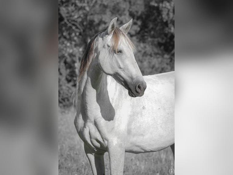 PRE Croisé Jument 3 Ans Gris in Puybegon