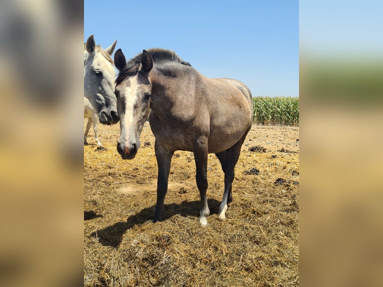 PRE Jument 3 Ans Gris pommelé in Arcos de la Frontera