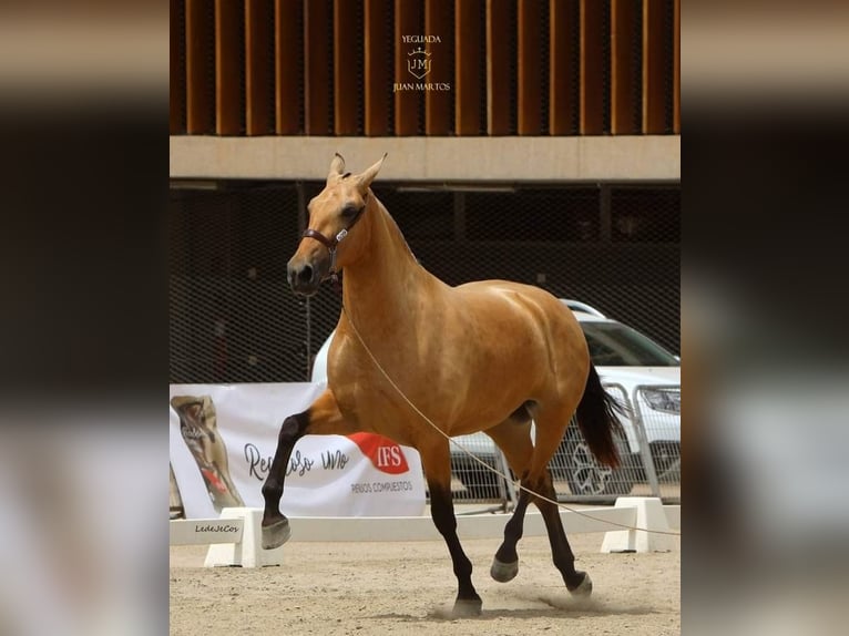 PRE Croisé Jument 3 Ans Isabelle in Las Norias de Daza