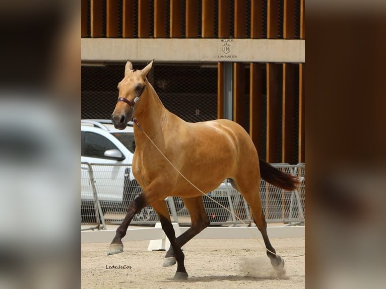 PRE Croisé Jument 3 Ans Isabelle in Las Norias de Daza