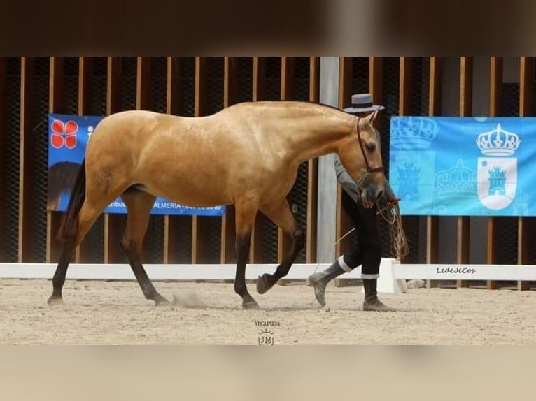 PRE Croisé Jument 3 Ans Isabelle in Las Norias de Daza